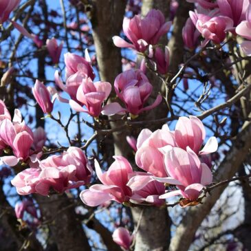 Resvejo de Primavera di Alberto Albanese Jr